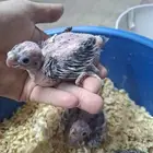 فروخ كروان للبيع( تم البيع )