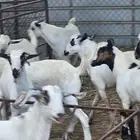 تيوس للبيع