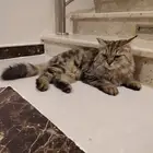 قطة عثرنا عليها امام المنزل للتبني ليس للبيع