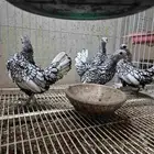 4 دجاجه سبرايت شبابي منتج