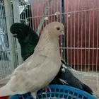 زوج ونق فيس