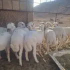 طليان العدد10