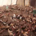 صوص دجاج بلدي هجين تركي العمر شهرين
