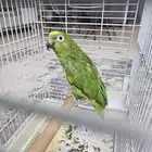 ببغاء امزون يلو كراون متكلم غير اليف