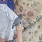 مينو تربيه ولعوب مع الاطفال