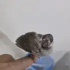 فرخ بلبل