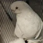 حمام منوع للبيع