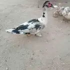 جوز بط