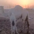 للبيع خلفه وضحا