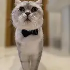 قط سكوتش للتبني