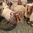 خرفان نعيمي للبيع