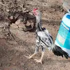 ديك باكستاني للبيع