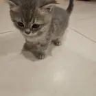 قطة صغيرة للبيع بعمر (شهر ونصف)