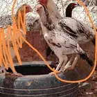 ديك فارسي ودجاج فارسي