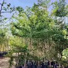 يوجد لدينا جميع انواع الشجاربسعر المناسب