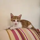 قط صغير