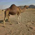 ناقتين منوت القناي مشروطه