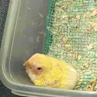 روز