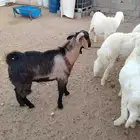 الرصراص خميس مشيط