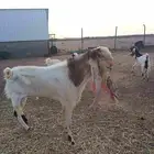 للبيع فحل هولندي معرف