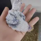 فروخ كنيور صبغه وحجم ماشاءالله تبارك ((تم البيع))