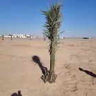 النخيل للبيع