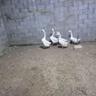 وز بلغاري كوبرا عيون زرق