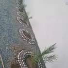 تزيين أحواض ورش وتقليم