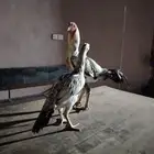 ديك فارسي ودجاج فارسيه
