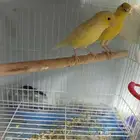 زوجان من طيور الكناري الطائر جاهزان للعش