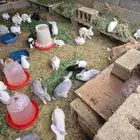 ارانب للبيع