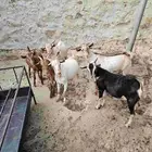 تيوس ماشاءالله تبارك الرحمن