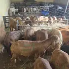 سواكني تربيه