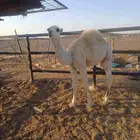 قعود لباني للبيع