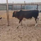 عجل للبيع