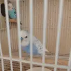 بادجي معاهم 4فروخ