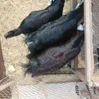 تيوس ينبع النخل