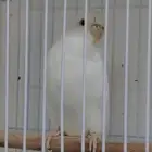 طيور الحب ابيض كامل عيونه حمراء أنثى