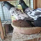 باكستاني رامبوري ذكور او ذكر وأنثى الله اعلم