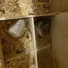 هامسترين ونتر وايت