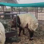تمايم و ذبايح غنم نعيمي بالزلفي
