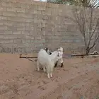 عنز ولد