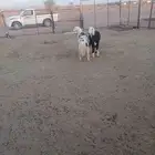 رخال جذعات حيل