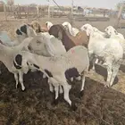 الحري والسواكني