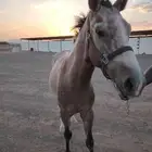 حصان شعبي