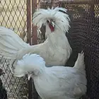 دجاج بولش بلجيكي