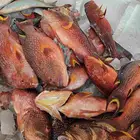 سمك طازجه فاخره ناجل هامور شريفي