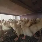 صوص بط بكيني وبلدي للبيع