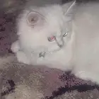 قطة شيرازي هملايا للتبني
