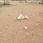 للبيع دجاجة رومي مع فروخها